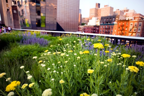 Flowers Along The High Line, Phase Two